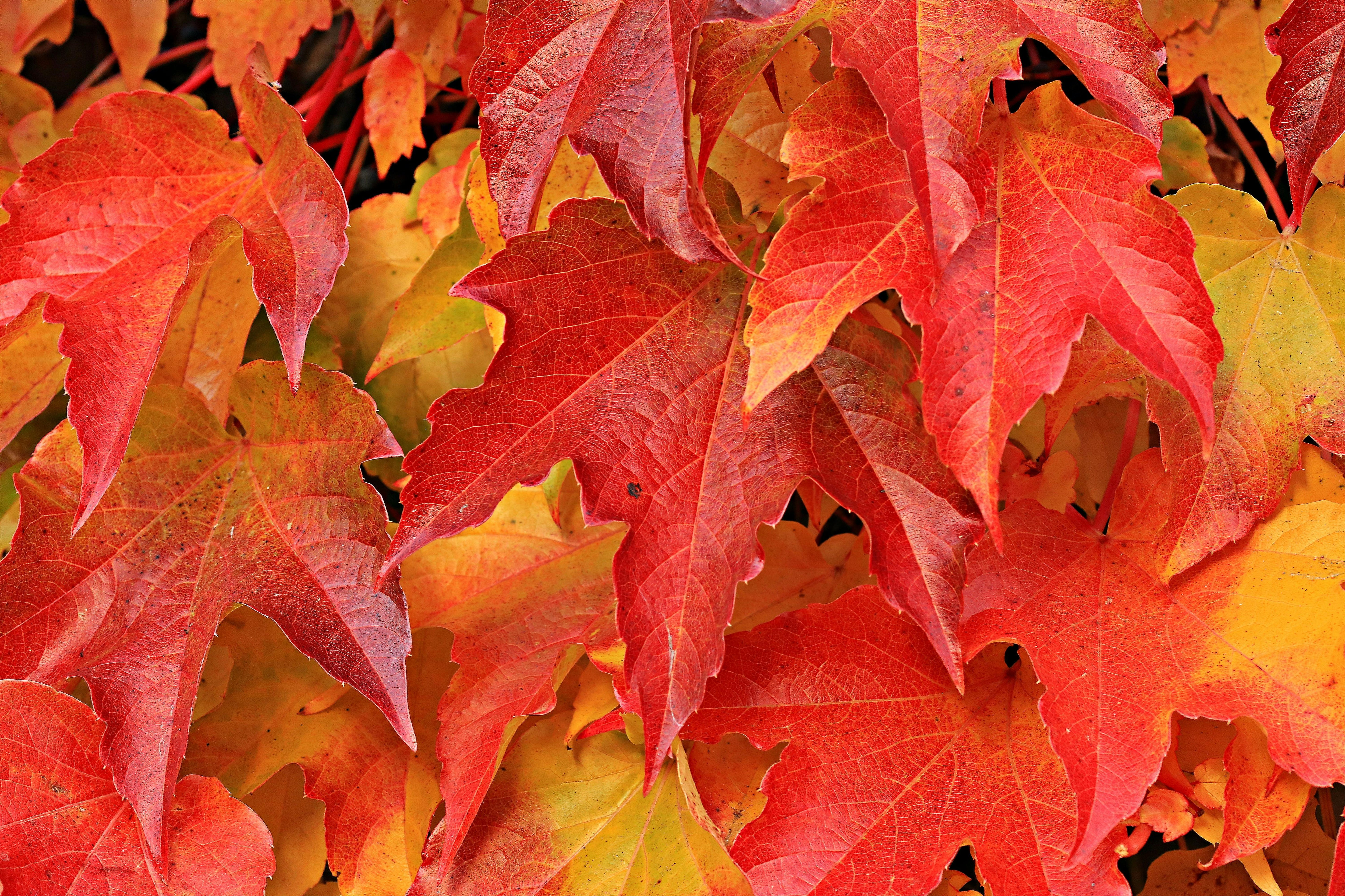 Fall Foliage Collection