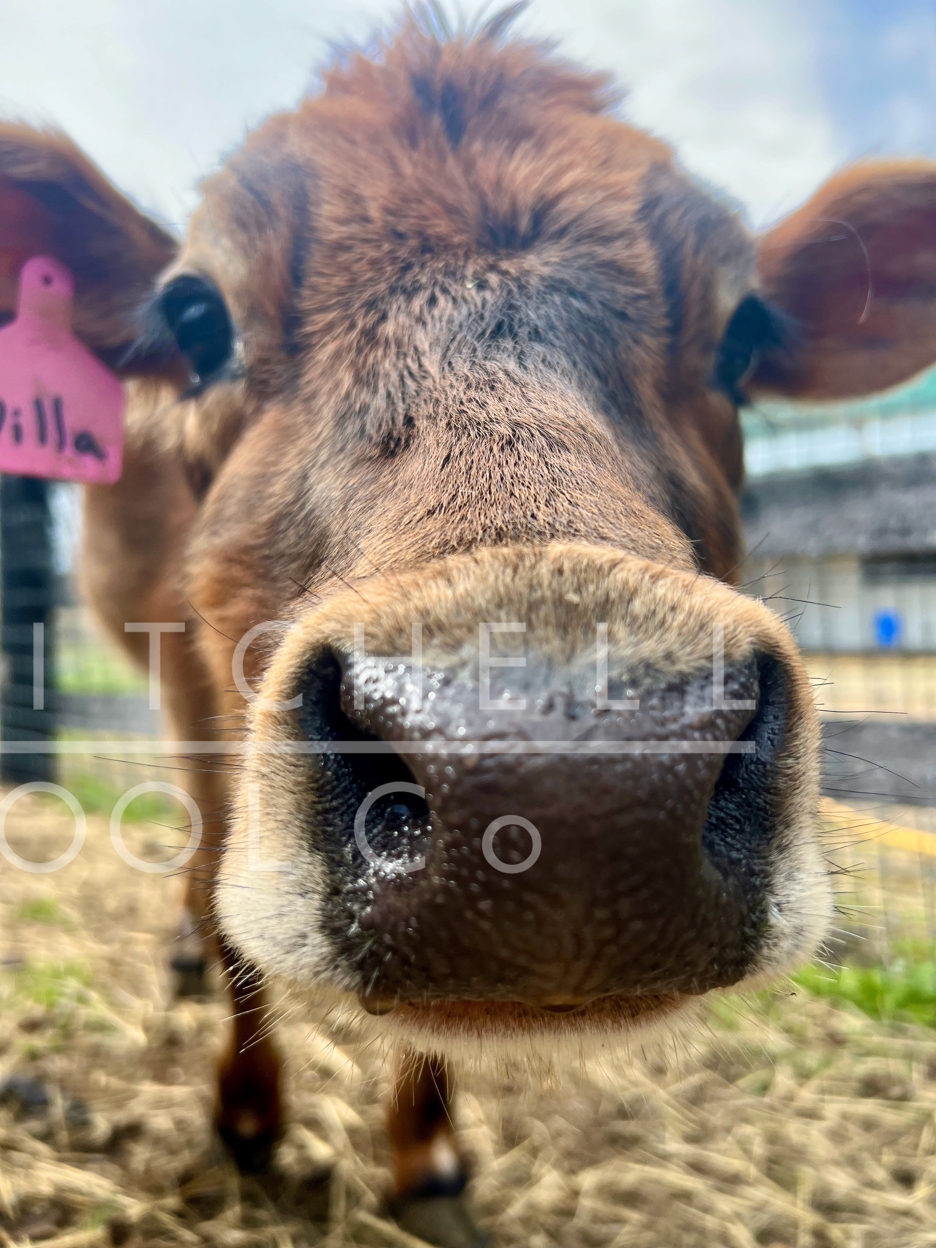 Canvas Prints - flock & farm