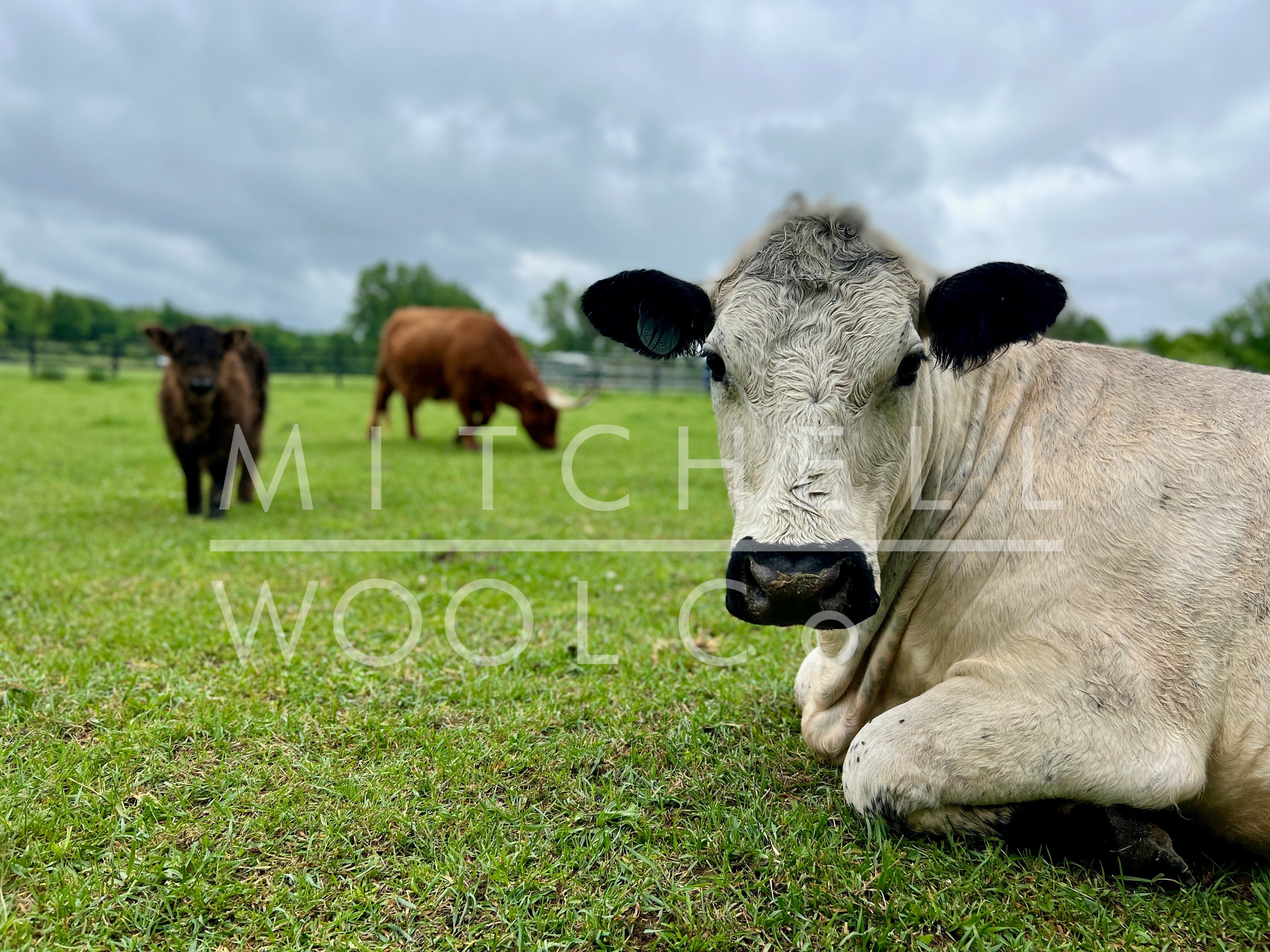 Canvas Prints - flock & farm