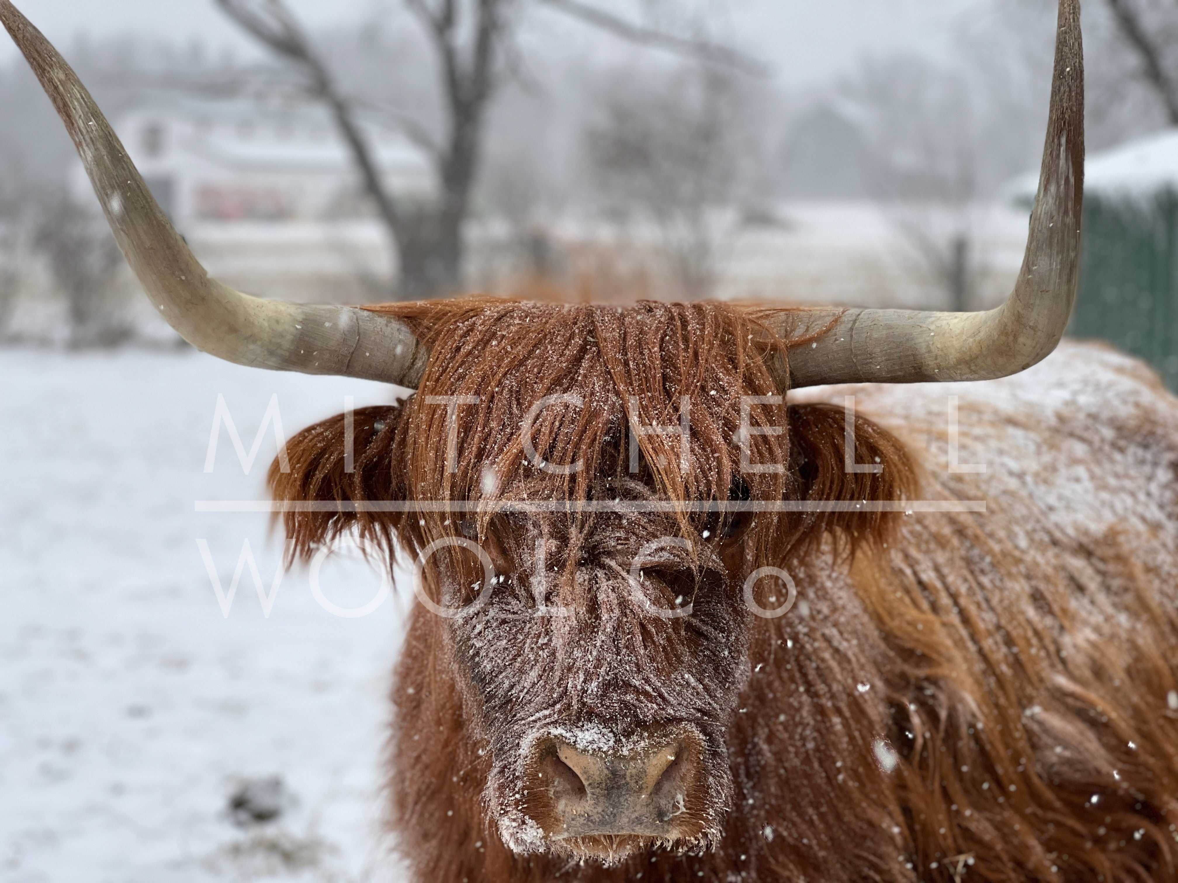 Canvas Prints - flock & farm