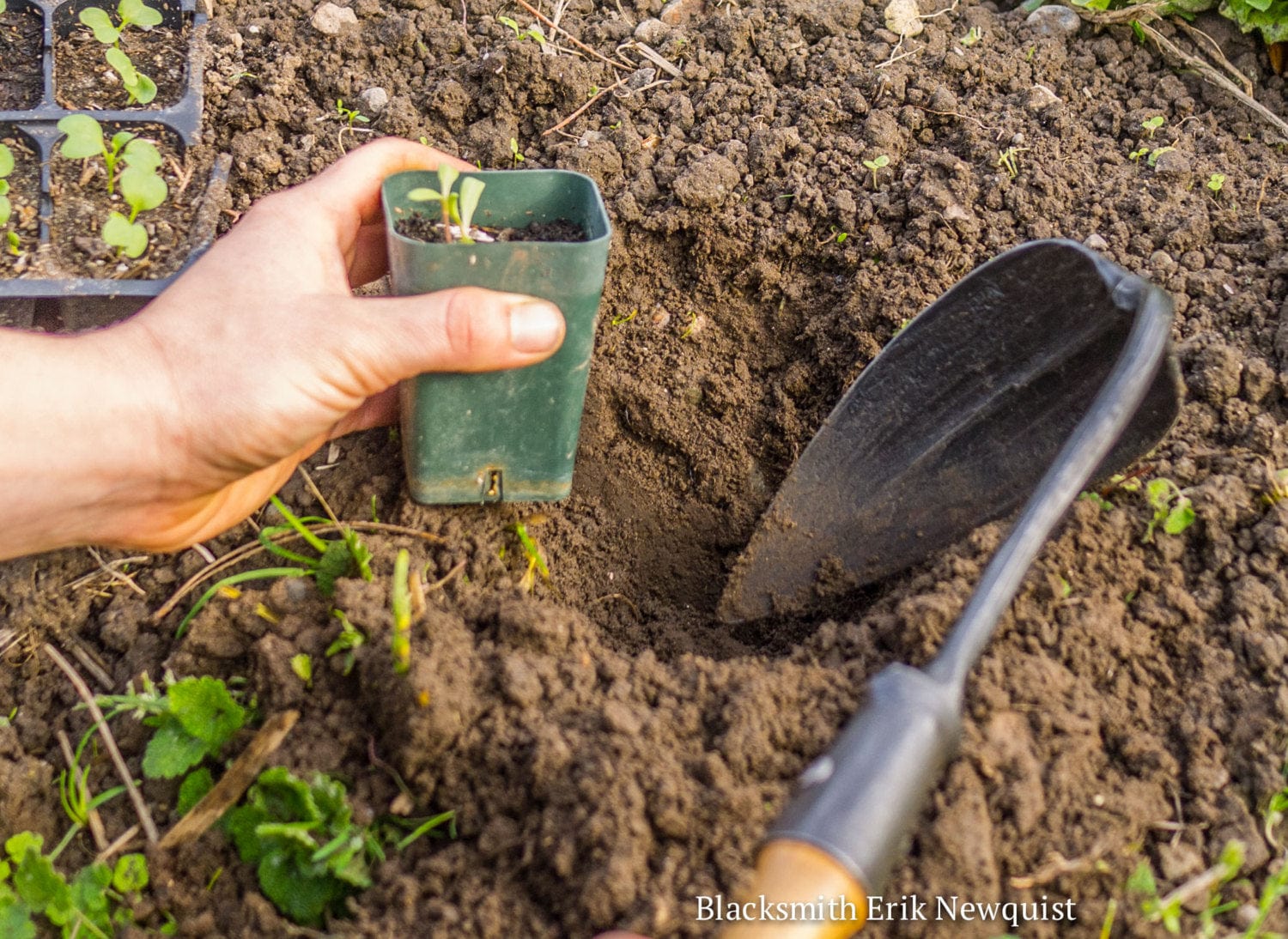 Korean Hand Plow: Weeding and Transplanting