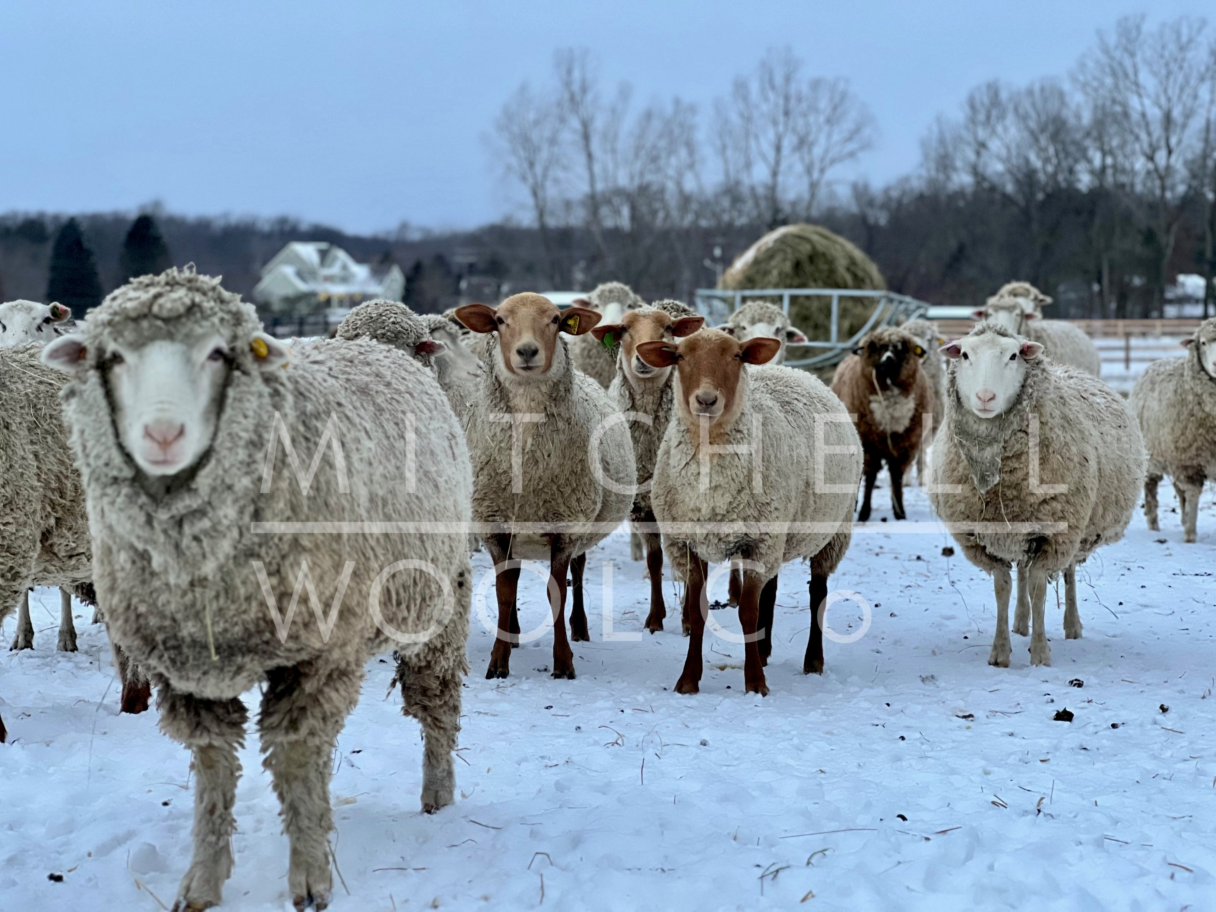 Canvas Prints - flock & farm